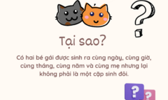 Vì sao sinh cùng ngày, cùng giờ , cùng mẹ nhưng không phải sinh đôi?
