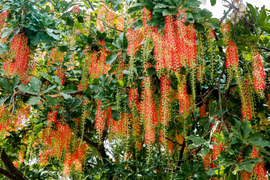 Có nên trồng cây lộc vừng trước nhà?