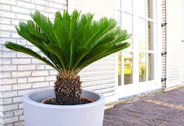 Có nên trồng cây vạn tuế trước nhà?