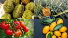 Những loại quả không nên dùng để cúng 