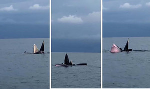 Người dân thích thú chiêm ngưỡng đàn cá voi bơi lội trên vùng biển Cô Tô 