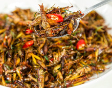 Ăn châu chấu có lợi hay hại?