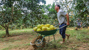 Nông dân Hà Tĩnh gấp rút thu hoạch bưởi sau lũ