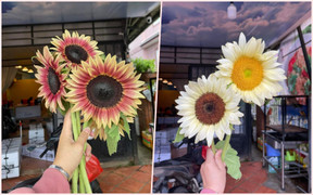 Chị em săn lùng ráo riết hoa hướng dương đột biến đẹp như tranh vẽ