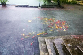 Mưa lớn ở Nam Định khiến trăm con cá Koi 'lạc trôi' vào sân ủy ban huyện