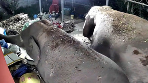 Voi hoang dã thản nhiên mở cổng, đột nhập nhà dân tìm thức ăn 