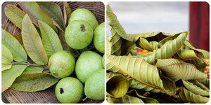 Tác dụng chữa bệnh từ lá ổi ít người biết