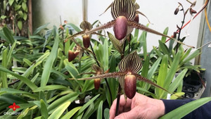 Cận cảnh loài hoa phong lan 15 năm mới nở một lần