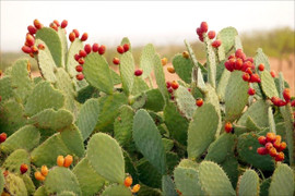 Những cây kiêng kỵ trồng trước nhà