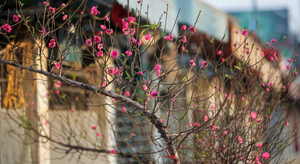 Vì sao lịch nghỉ Tết Nguyên đán không cố định vào các năm?