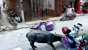 Trâu 'điên' lao vào khu dân cư, húc đổ hàng loạt xe máy