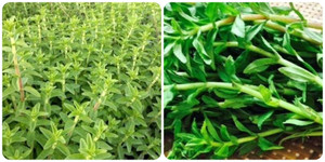 Rau ngổ có tác dụng chữa bệnh gì?