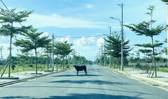 Chủ đầu tư nợ thuế, dân mỏi mòn chờ thoát cảnh sống 'treo' theo dự án 'rùa bò'