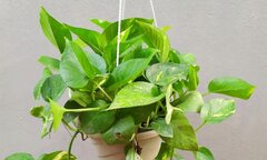 Có nên trồng cây trầu bà ở trong nhà?