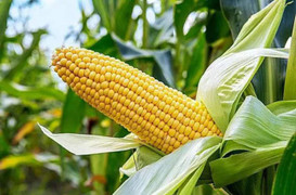 4 loại thực phẩm quen mặt bất ngờ 'xuyên không' trong kiếm hiệp của Kim Dung