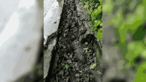 Kinh ngạc đàn cá rô xếp hàng 'đi bộ' trên mương khô cạn