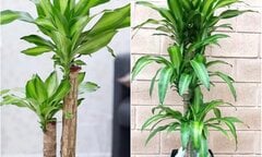 Có nên trồng cây thiết mộc lan trong nhà?