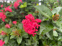 Có nên trồng hoa mẫu đơn trước nhà?