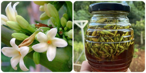 Tác dụng chữa bệnh của hoa đu đủ đực ít người biết