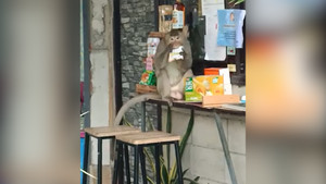 Khỉ hoang đột nhập quán cà phê trộm thức ăn
