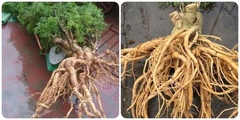 Cách sử dụng củ đinh lăng tươi