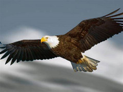 Đừng nhặt lông đại bàng tại Mỹ nếu bạn không muốn gặp rắc rối