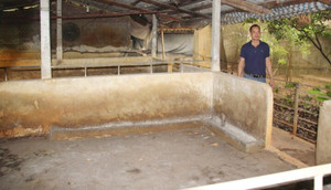 Giá heo hơi chạm đáy, người chăn nuôi dừng kế hoạch tái đàn