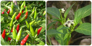 Lá ớt có nhiều canxi?