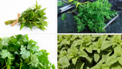 Những loại rau thơm giúp bạn sống khỏe, mọc đầy vườn nhà