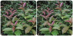 Tác dụng chữa bệnh của cây xạ đen