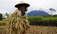 Indonesia muốn nhập 600.000 tấn gạo từ Việt Nam và Thái Lan