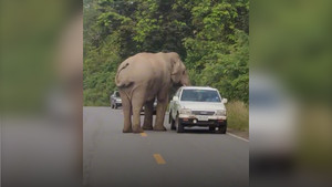 Voi đói ra đường chặn từng chiếc ô tô tìm kiếm thức ăn