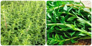 Loại rau đắng, mọc hoang ở các ven sông nhưng lại rất tốt cho sức khoẻ