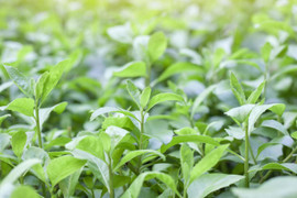 Tác dụng của lá cúc tần