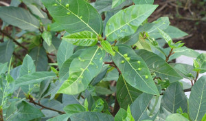 Lá sung có những công dụng gì?