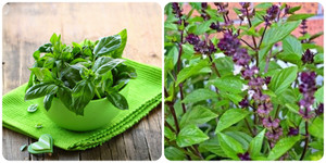 Loại rau thơm rẻ tiền mọc hoang đầy góc vườn tốt cho tim mạch, lại ngừa ung thư