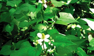 Loại rau rẻ tiền là thuốc bổ phổi cực tốt nhưng nhiều người lãng quên