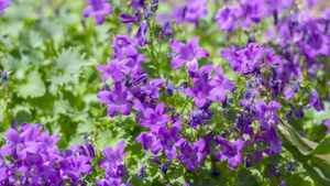 Lợi ích chữa bệnh của cây hoa chuông