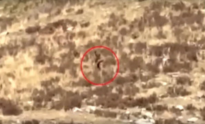 Kỳ lạ sinh vật mình đầy lông lá xuất hiện trên sườn núi ở Mỹ