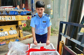 Bắt giữ xe đầu kéo Bình Định vận chuyển gần 5 tấn cá khoai có chứa formol