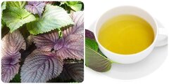 Nước lá tía tô rất tốt nhưng lại 'đại kỵ' với 3 nhóm người sau