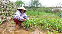 Nông dân Đà Nẵng rớt nước mắt nhặt từng cọng rau sau mưa lũ