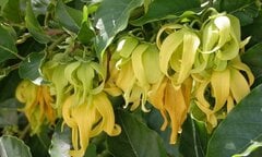 Có nên trồng cây hoa dẻ trước nhà?