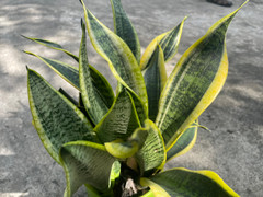 Có nên trồng cây lưỡi hổ trong nhà?