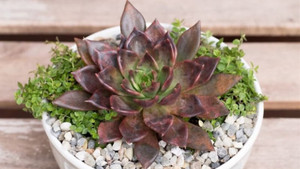 Ý nghĩa phong thủy của cây sen đá