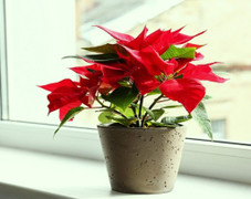 Có nên trồng cây trạng nguyên trong nhà?