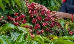 Tỉnh nào ở nước ta được mệnh danh 'thủ phủ' cà phê?