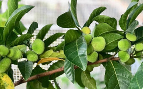 Có nên trồng cây chay trước nhà?