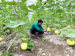 HTX tiên phong làm nông nghiệp công nghệ cao