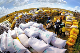 Giá gạo Việt xuất khẩu tiếp đà tăng mạnh, sắp chạm đỉnh lịch sử